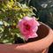 Buy Paeonia × suffruticosa (Peony) direct from Cedar Garden Nursery, Surrey