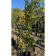 Parrotia persica 'Cherry Tip'