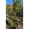 Parrotia persica 'Cherry Tip'