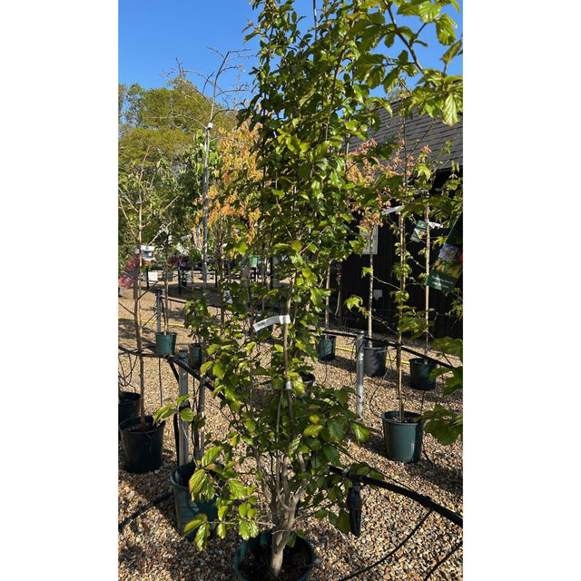 Parrotia persica 'Cherry Tip'