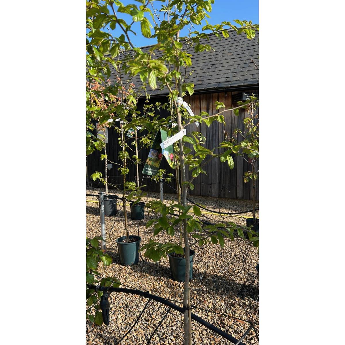 Parrotia persica 'Vanessa'