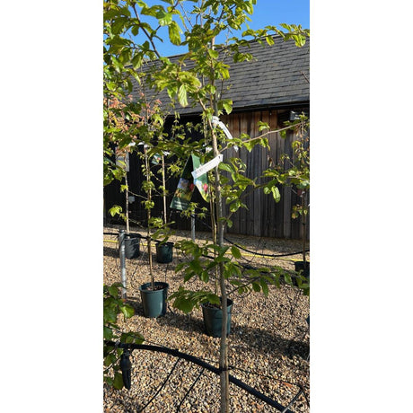 Parrotia persica 'Vanessa'