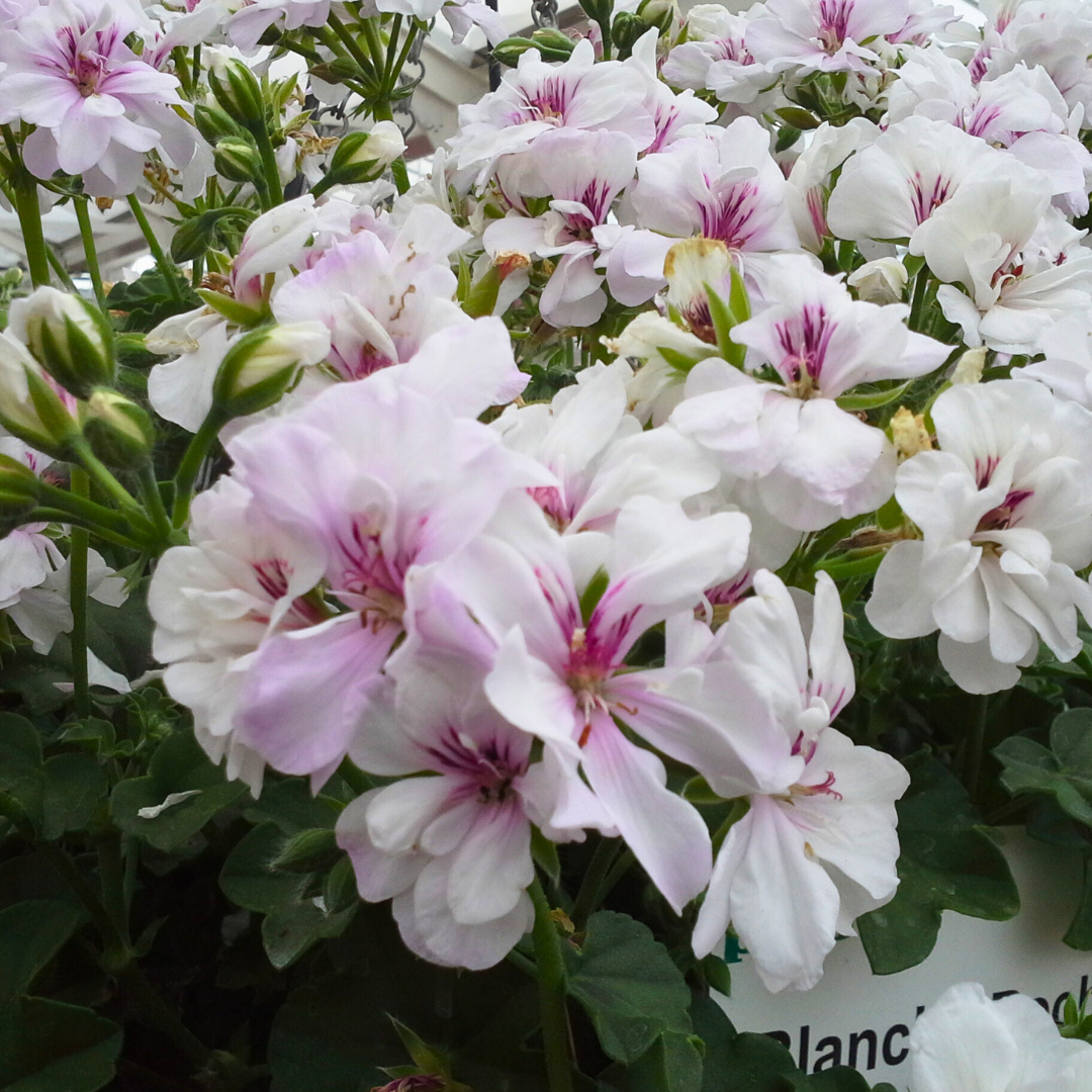 Pelargonium 'Blanche Roche' from Cedar Nursery, Cobham