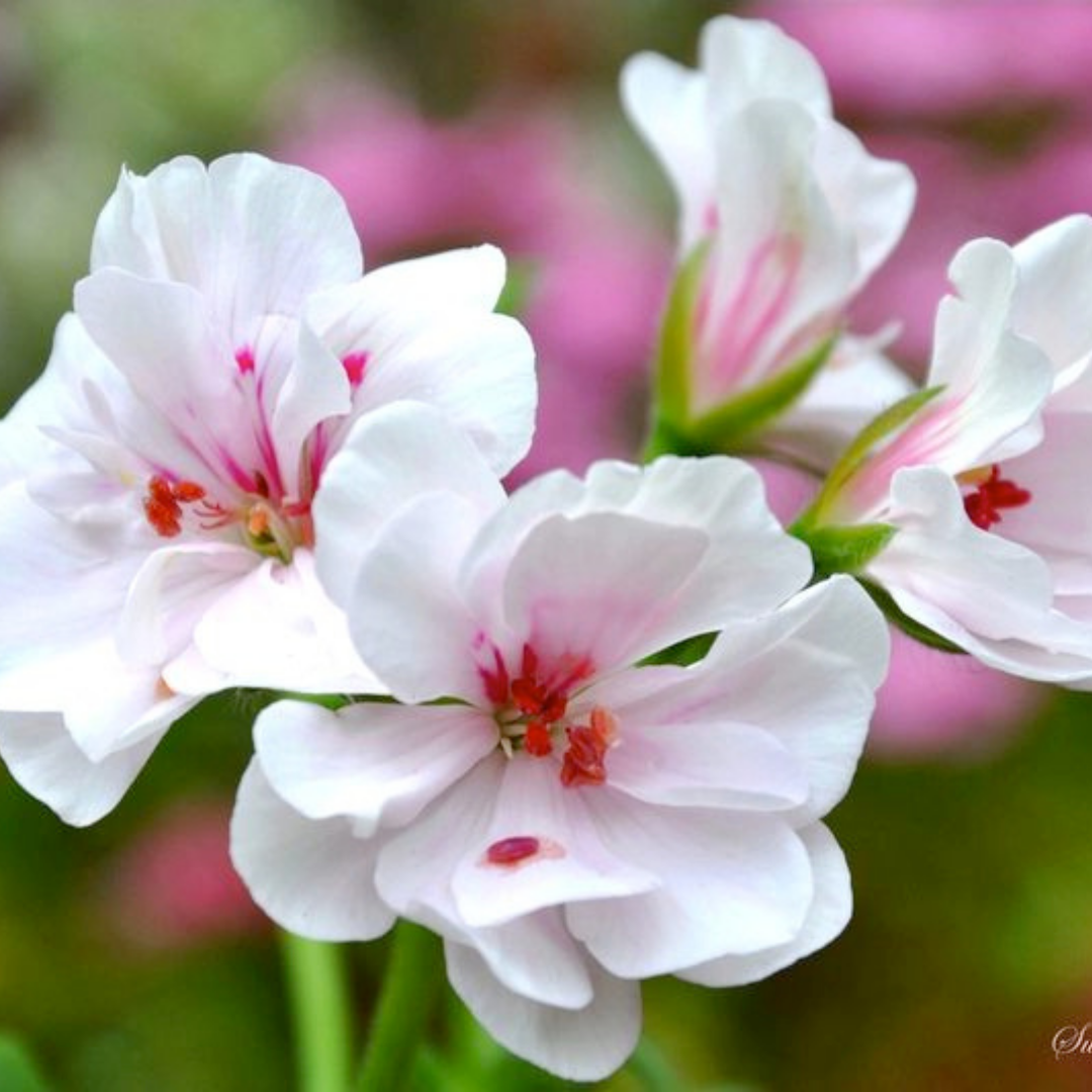 Pelargonium 'Blanche Roche' from Cedar Nursery, Cobham