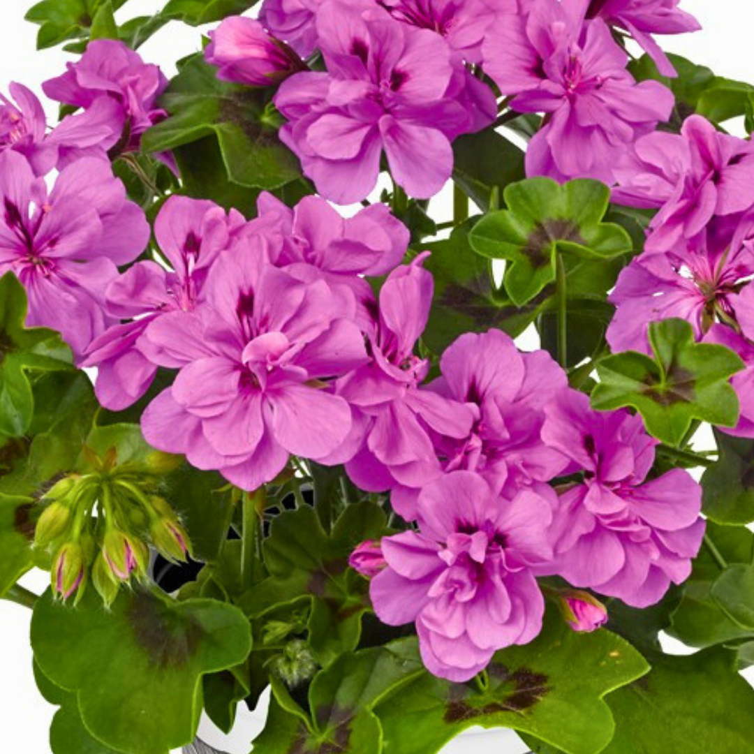 Pelargonium 'Sunflair Amethyst' from Cedar Nursery, Cobham