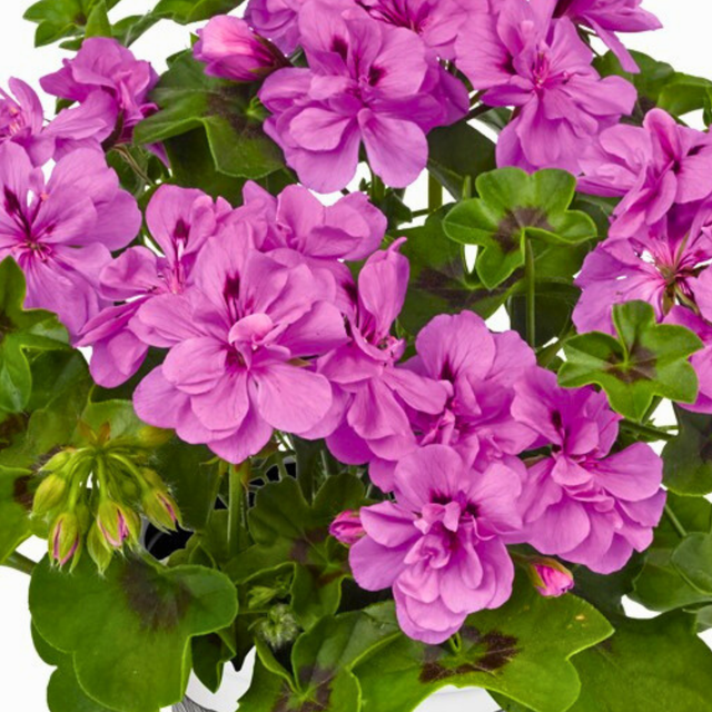 Pelargonium 'Sunflair Amethyst' from Cedar Nursery, Cobham