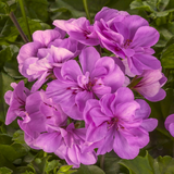 Pelargonium 'Sunflair Amethyst' from Cedar Nursery, Cobham