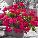 Pelargonium 'Sunflair Joscina Hot Pink' from Cedar Nursery, Cobham