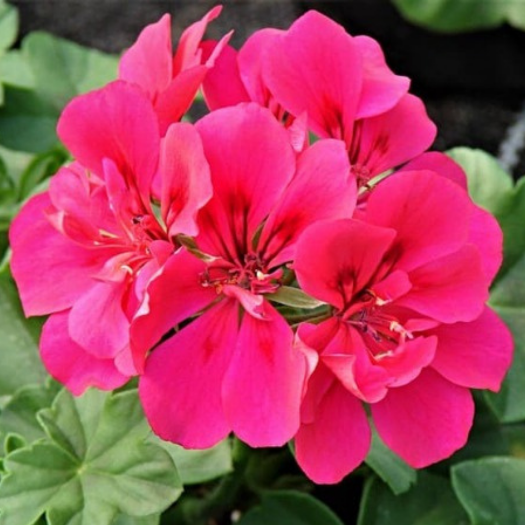 Pelargonium 'Sunflair Joscina Hot Pink' from Cedar Nursery, Cobham