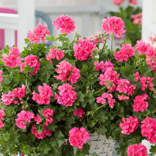 Pelargonium 'Sunflair Linda Pink' from Cedar Nursery, Cobham