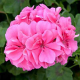 Pelargonium 'Sunflair Linda Pink' from Cedar Nursery, Cobham