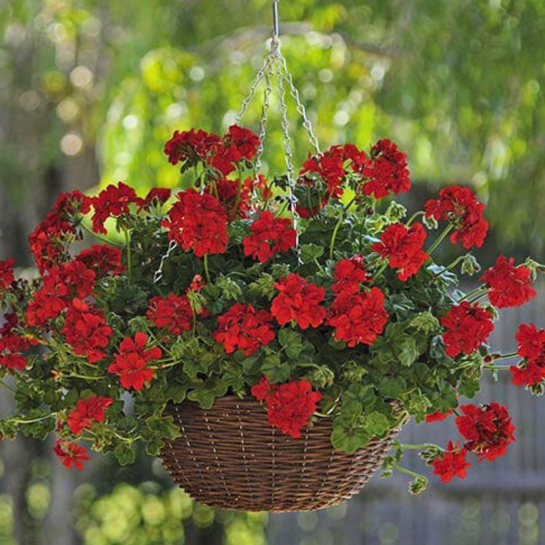 Pelargonium 'Sunflair Ruben' from Cedar Nursery, Cobham