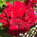 Pelargonium 'Sunflair Ruben' from Cedar Nursery, Cobham
