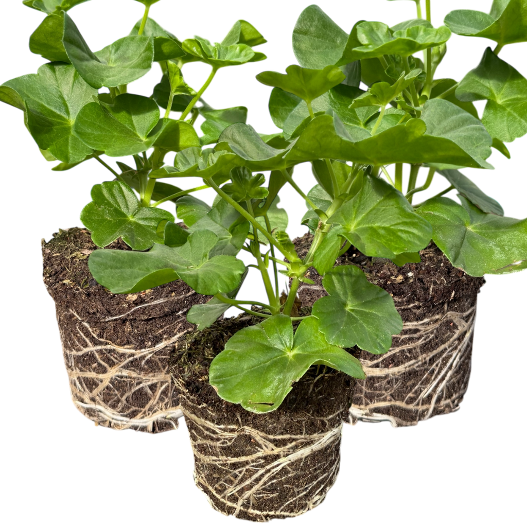 Pelargonium 'Sunflair Ruben' from Cedar Nursery, Cobham