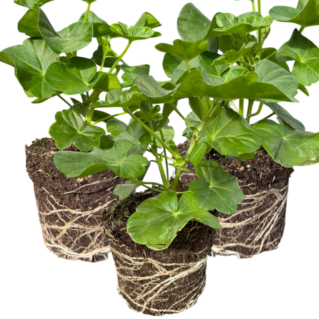 Pelargonium 'Sunflair Ruben' from Cedar Nursery, Cobham