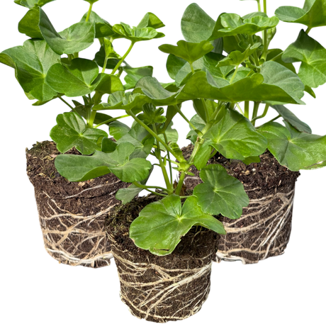 Pelargonium 'Sunflair Ruben' from Cedar Nursery, Cobham