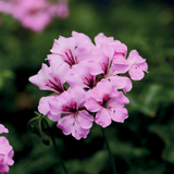 Pelargonium 'Tornado Pink' from Cedar Nursery, Cobham