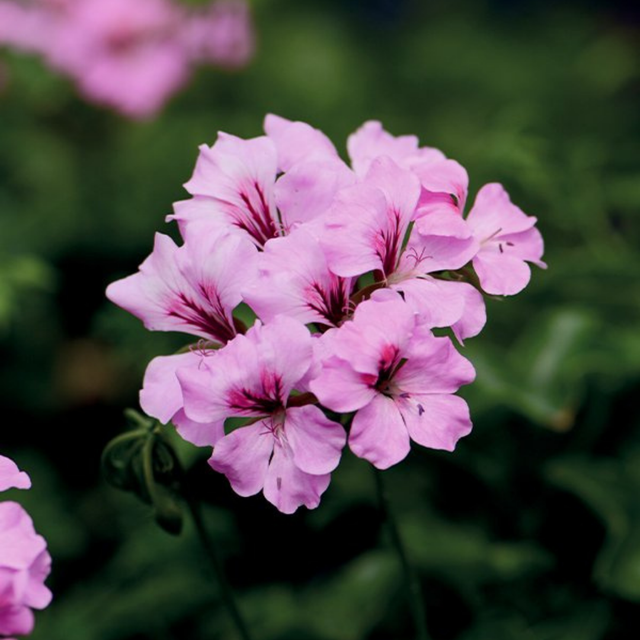 Pelargonium 'Tornado Pink' from Cedar Nursery, Cobham