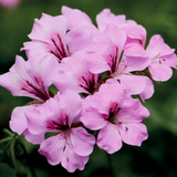Pelargonium 'Tornado Pink' from Cedar Nursery, Cobham