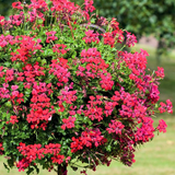 Pelargonium 'Tornado Red' from Cedar Nursery, Cobham