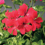 Pelargonium 'Tornado Red' from Cedar Nursery, Cobham