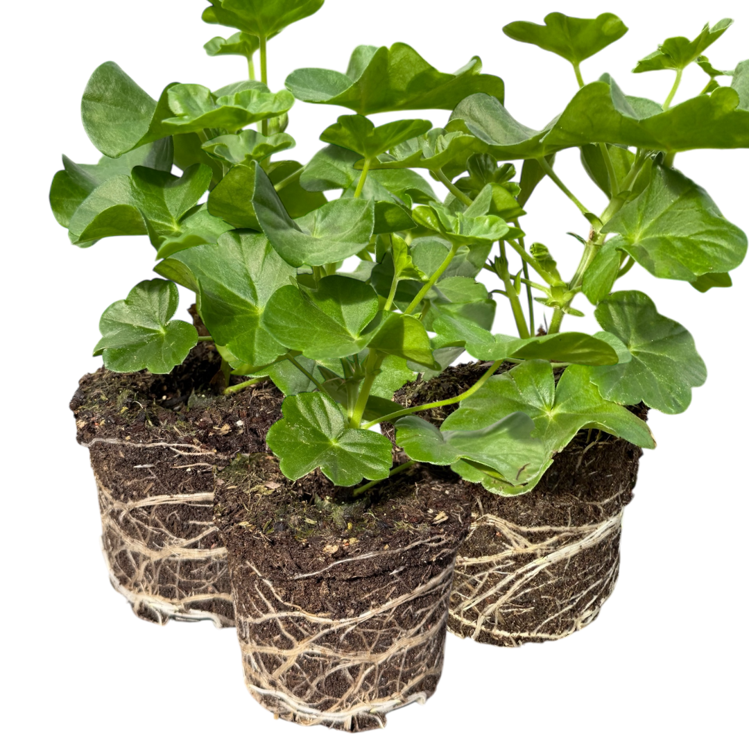 Pelargonium 'Tornado Red' from Cedar Nursery, Cobham