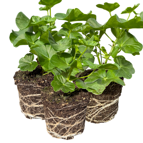 Pelargonium 'Tornado Red' from Cedar Nursery, Cobham