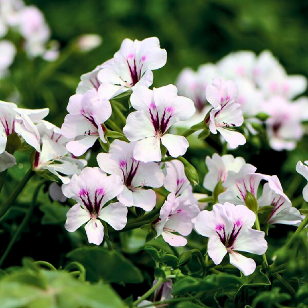 Pelargonium 'Tornado White' from Cedar Nursery, Cobham