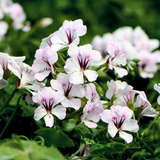 Pelargonium 'Tornado White' from Cedar Nursery, Cobham