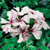 Pelargonium 'Tornado White' from Cedar Nursery, Cobham