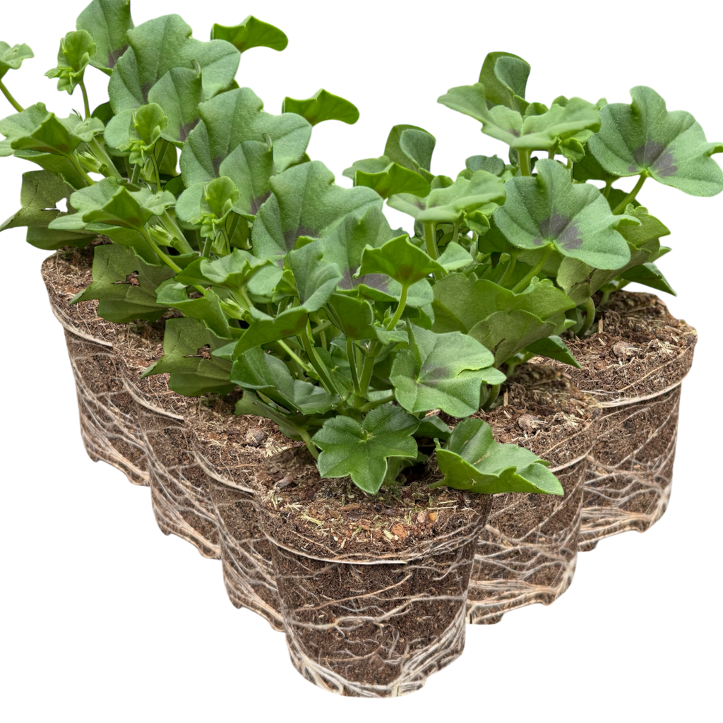 Pelargonium 'Tornado White' from Cedar Nursery, Cobham