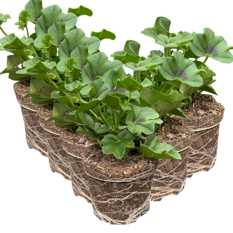 Pelargonium 'Tornado White' from Cedar Nursery, Cobham