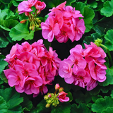 Pelargonium 'Toscana Anne' from Cedar Nursery, Cobham