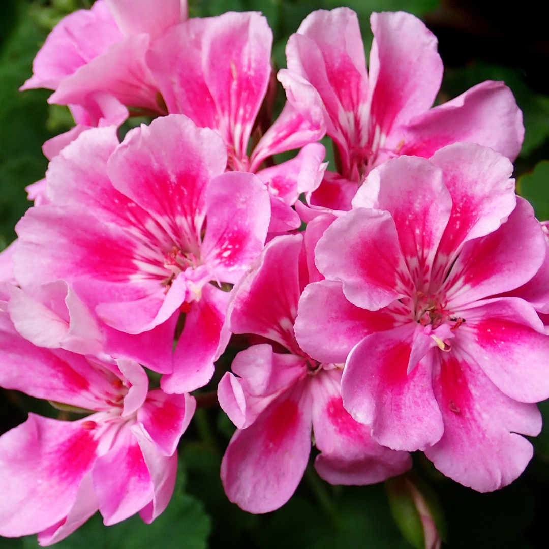 Pelargonium 'Toscana Anne' from Cedar Nursery, Cobham