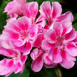 Pelargonium 'Toscana Anne' from Cedar Nursery, Cobham
