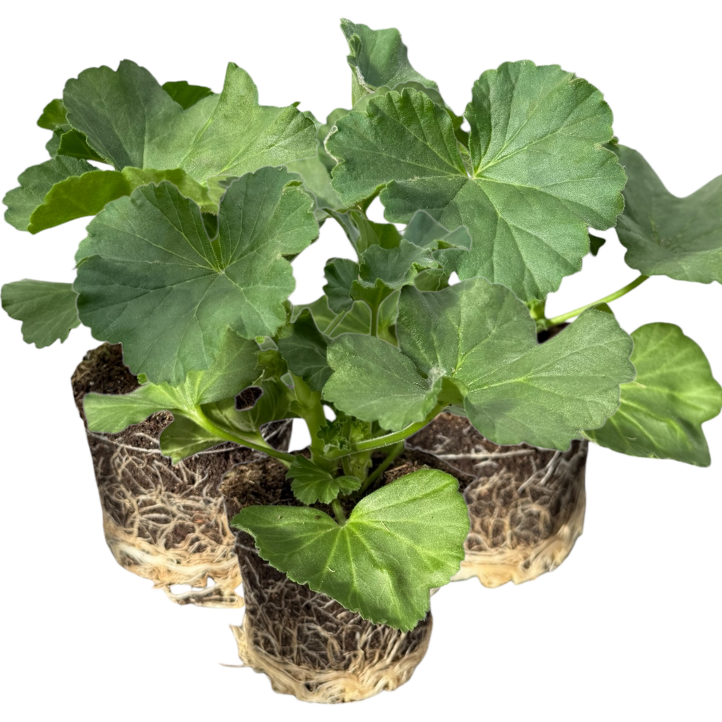 Pelargonium 'Toscana Anne' from Cedar Nursery, Cobham