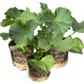 Pelargonium 'Toscana Anne' from Cedar Nursery, Cobham