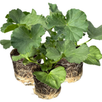 Pelargonium 'Toscana Anne' from Cedar Nursery, Cobham