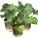 Pelargonium 'Toscana Anne' from Cedar Nursery, Cobham