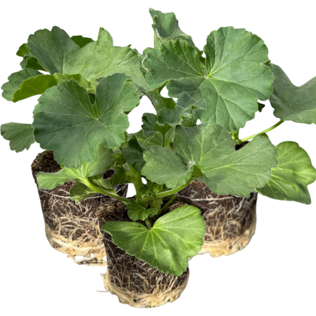Pelargonium 'Toscana Anne' from Cedar Nursery, Cobham