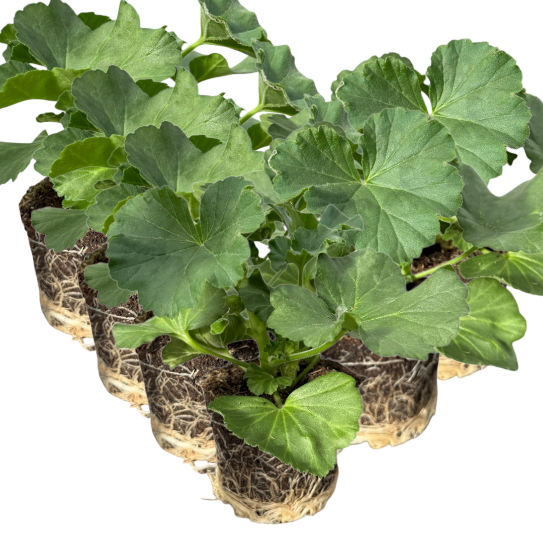 Pelargonium 'Toscana Anne' from Cedar Nursery, Cobham