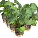 Pelargonium 'Toscana Anne' from Cedar Nursery, Cobham