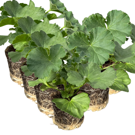 Pelargonium 'Toscana Anne' from Cedar Nursery, Cobham
