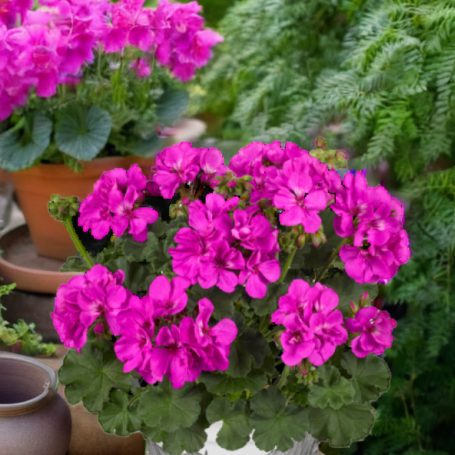 Pelargonium 'Toscana Dolce Vita Evi Blue' from Cedar Nursery, Cobham