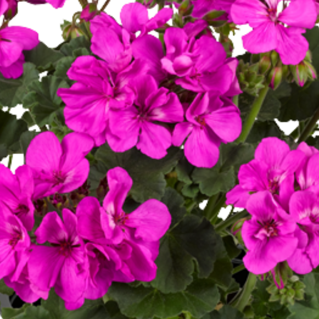 Pelargonium 'Toscana Dolce Vita Evi Blue' from Cedar Nursery, Cobham