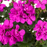 Pelargonium 'Toscana Dolce Vita Evi Blue' from Cedar Nursery, Cobham
