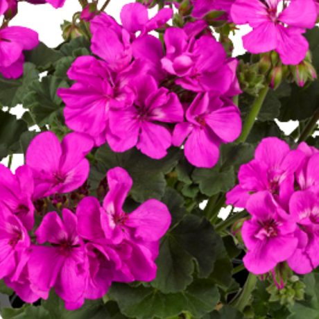 Pelargonium 'Toscana Dolce Vita Evi Blue' from Cedar Nursery, Cobham