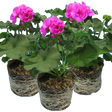 Pelargonium 'Toscana Dolce Vita Evi Blue' from Cedar Nursery, Cobham