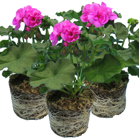 Pelargonium 'Toscana Dolce Vita Evi Blue' from Cedar Nursery, Cobham