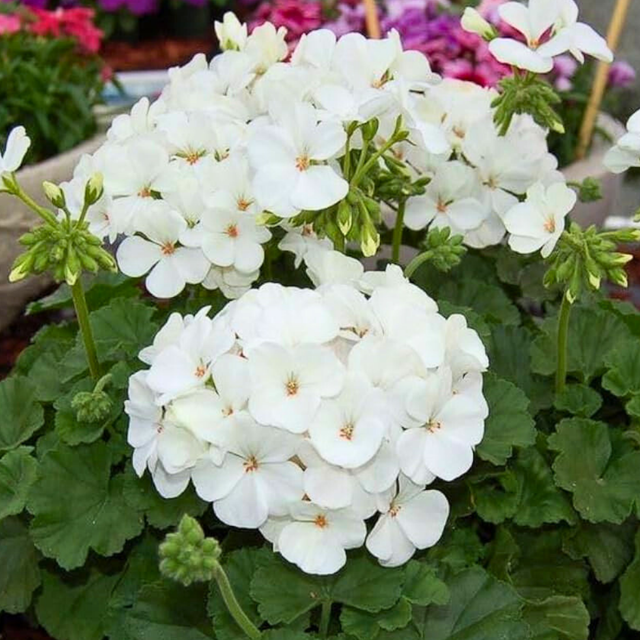 Pelargonium 'Toscana Erika' from Cedar Nursery, Cobham